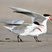 Caspian Tern